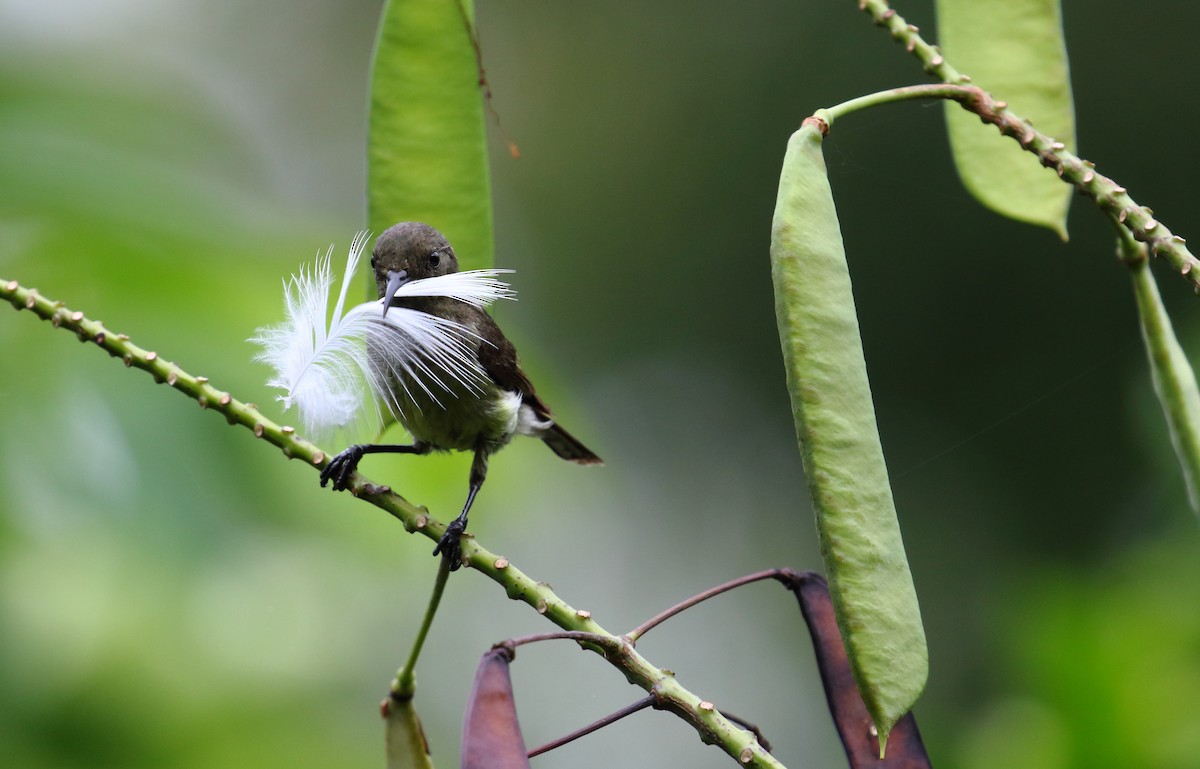 Newton's Sunbird - ML528317351