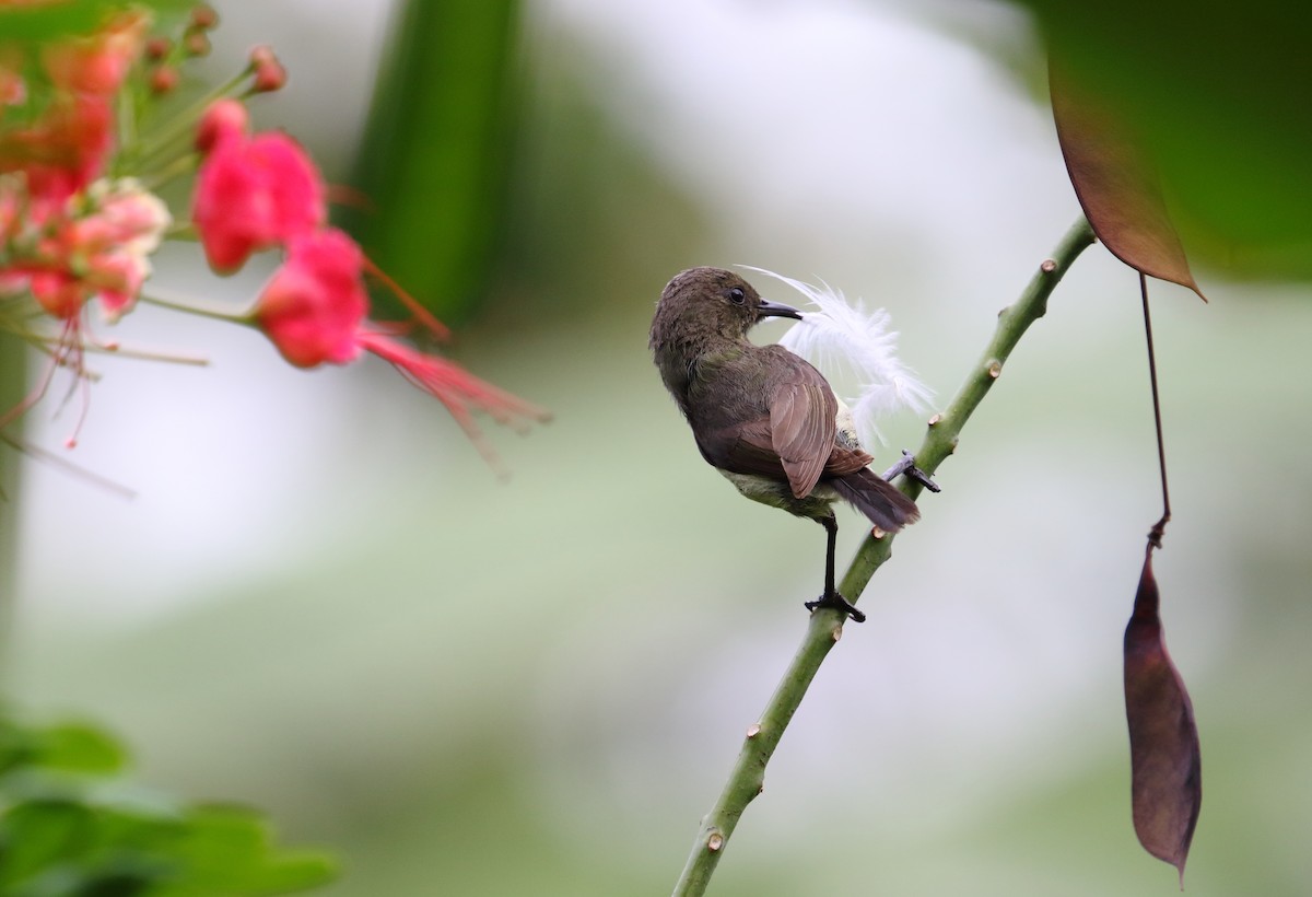 Newton's Sunbird - Frank Weihe