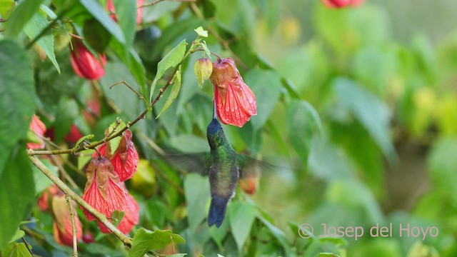 Indigo-capped Hummingbird - ML528317501