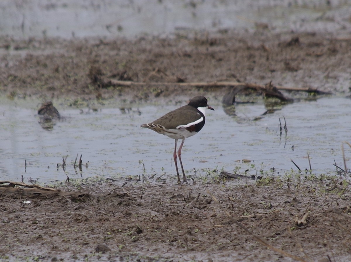 Red-kneed Dotterel - ML528317651