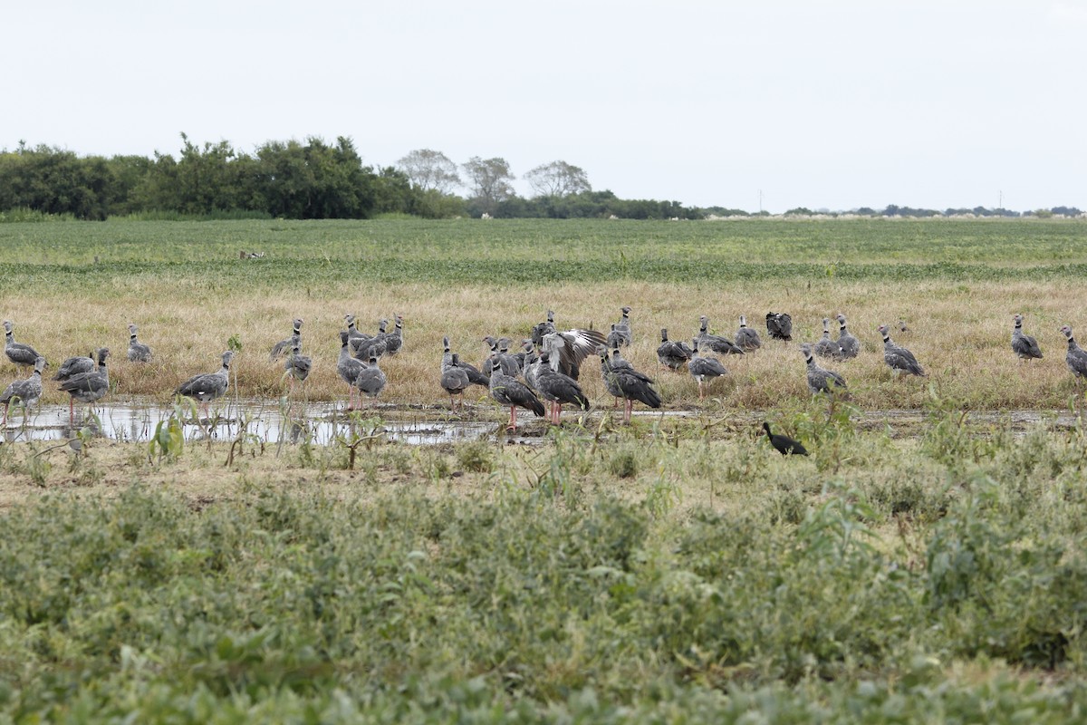 Southern Screamer - ML52831771