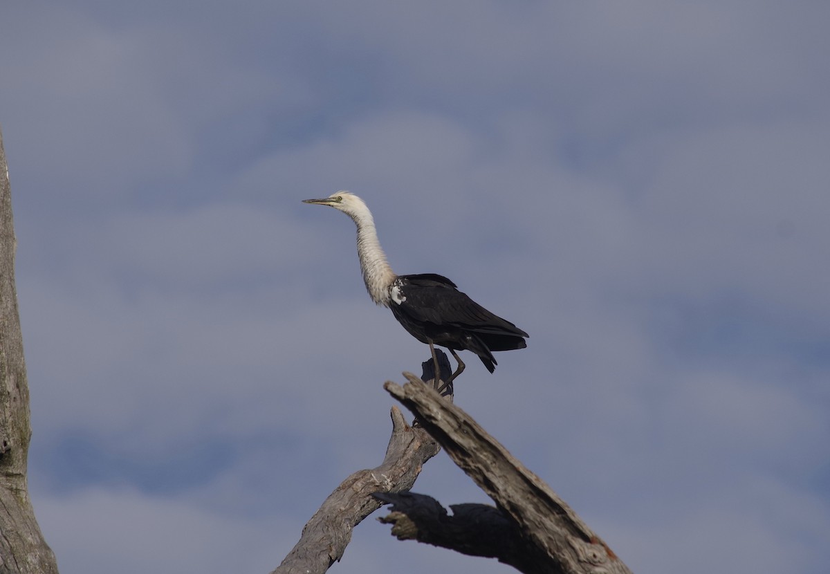 Pacific Heron - ML528317931