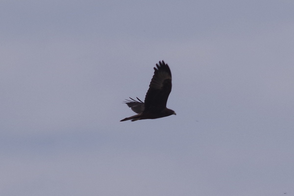 Swamp Harrier - ML528318181