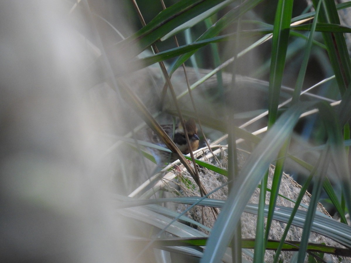 Yellow-throated Bunting - ML528318601