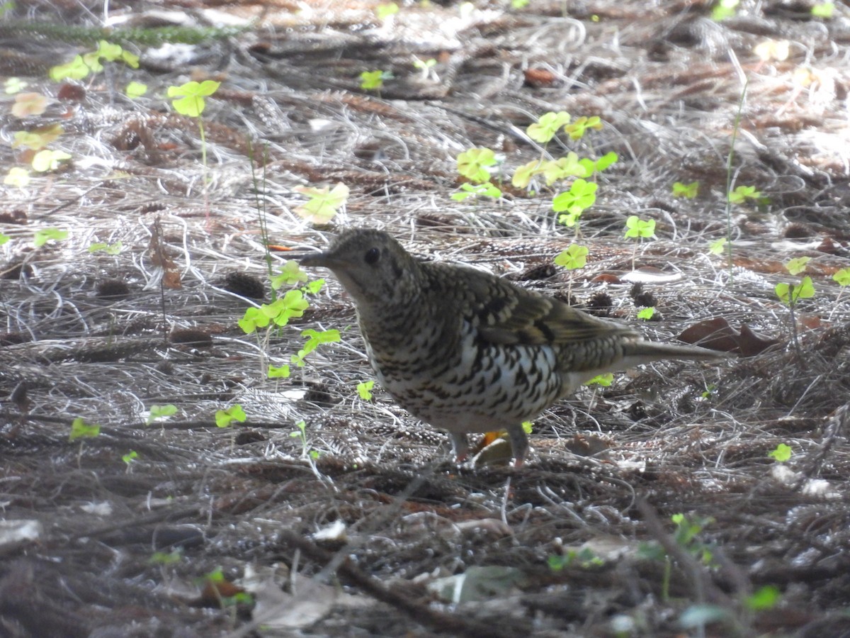 White's Thrush - ML528318631