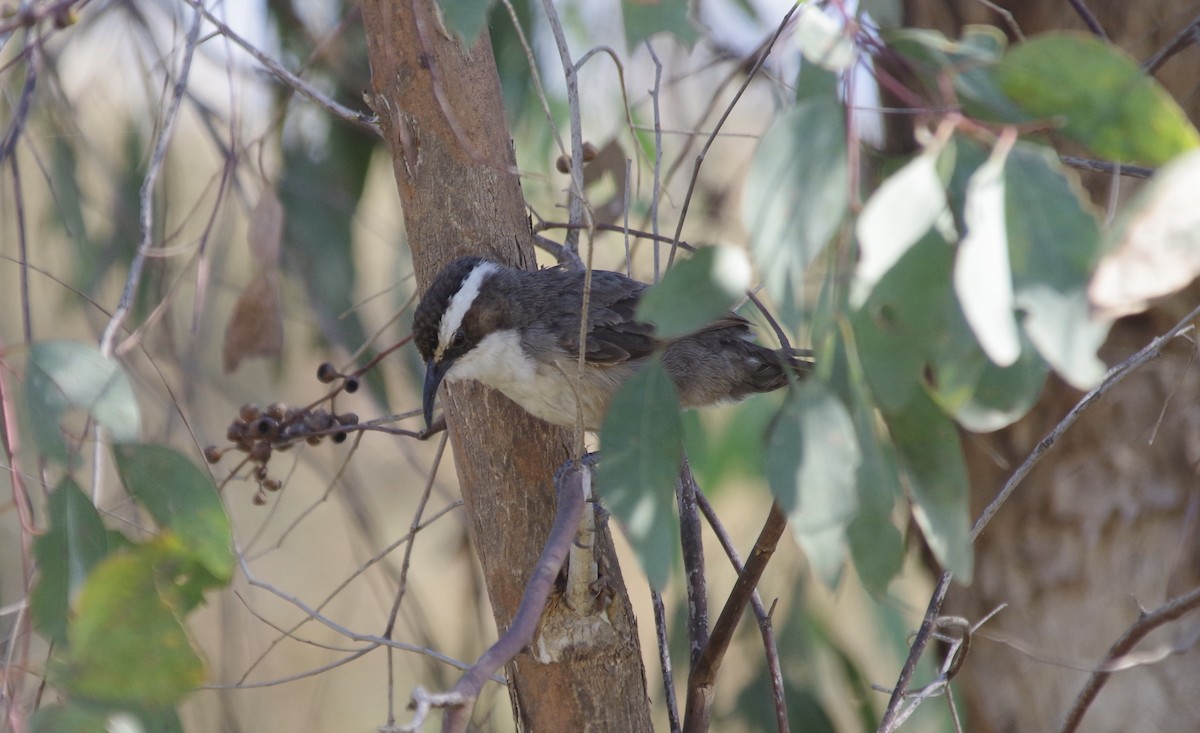 White-browed Babbler - ML528318741