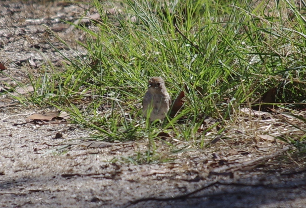 Red-capped Robin - ML528318781