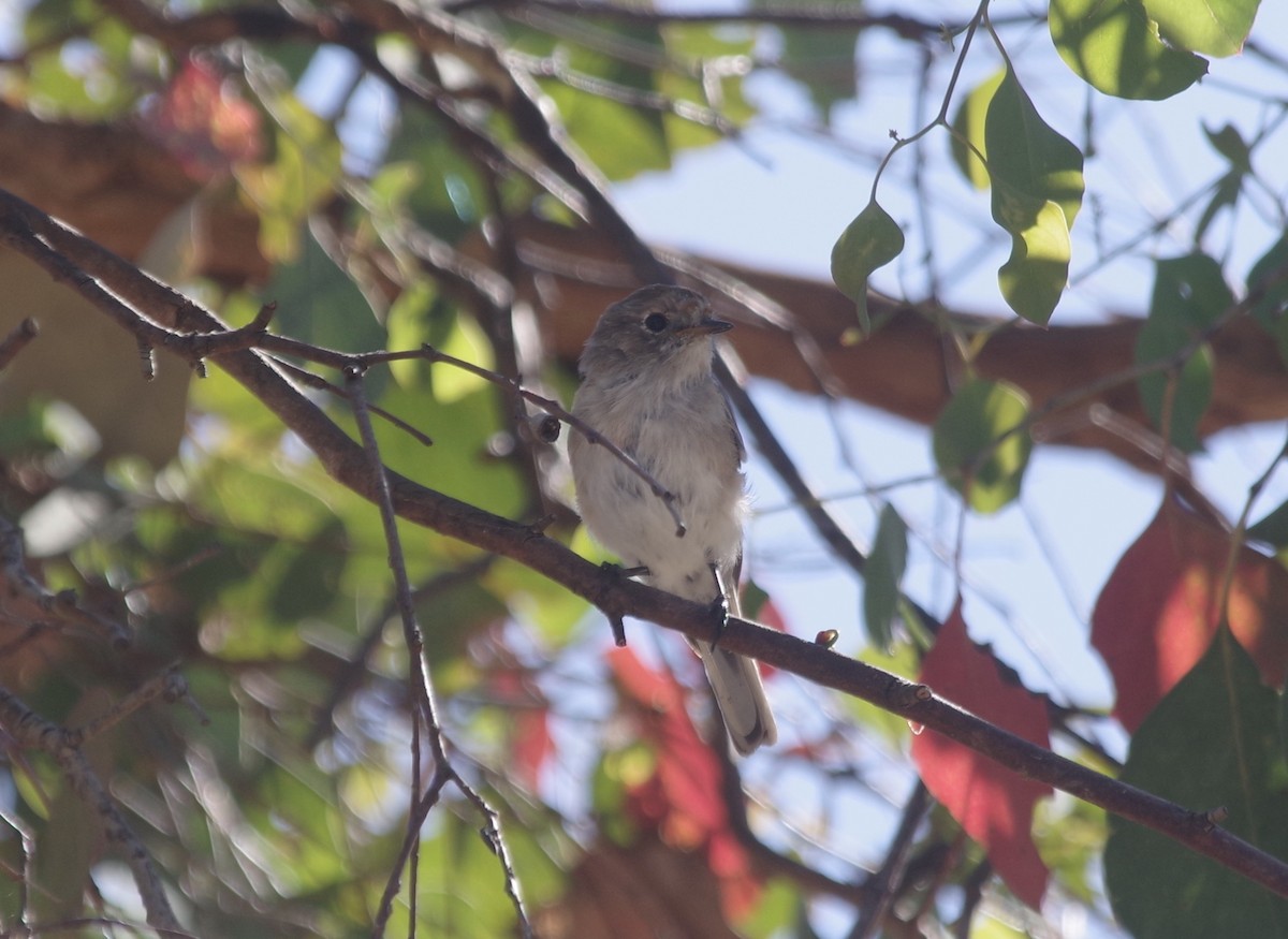 Red-capped Robin - ML528318791