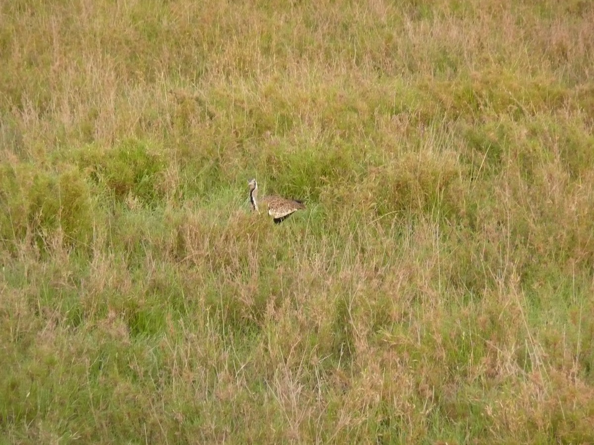 Hartlaub's Bustard - ML528318891