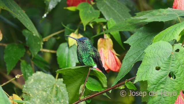 Indigo-capped Hummingbird - ML528319201