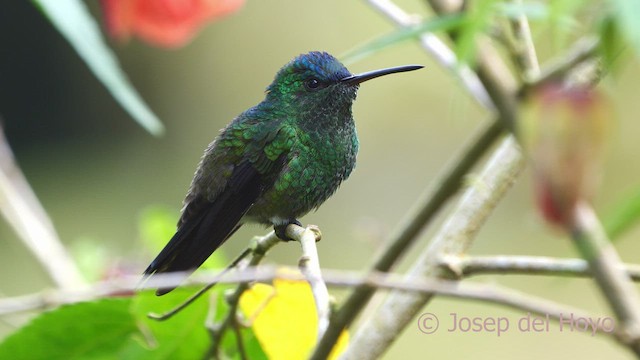 Indigo-capped Hummingbird - ML528320121