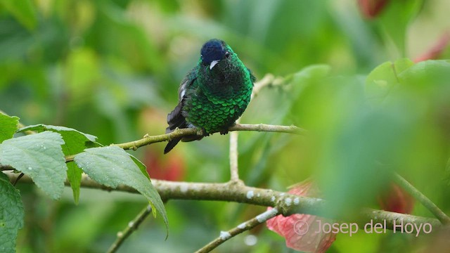 Indigo-capped Hummingbird - ML528322281