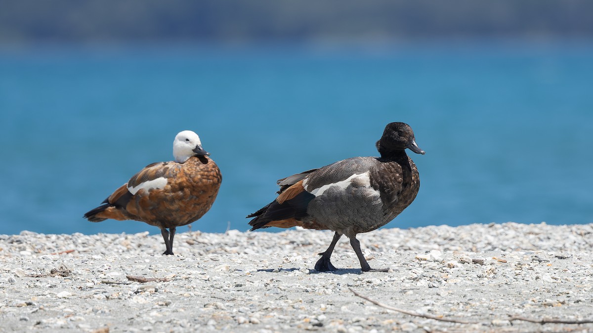 Paradise Shelduck - ML528324841