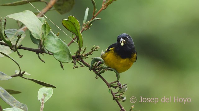 Yellow-bellied Siskin - ML528325061