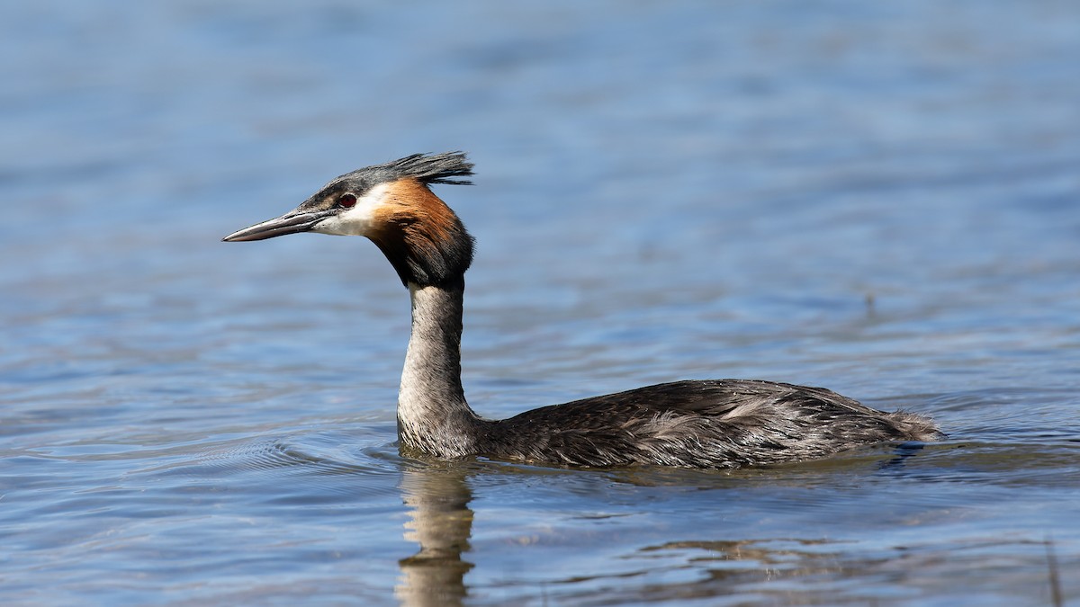 Great Crested Grebe - David Newell