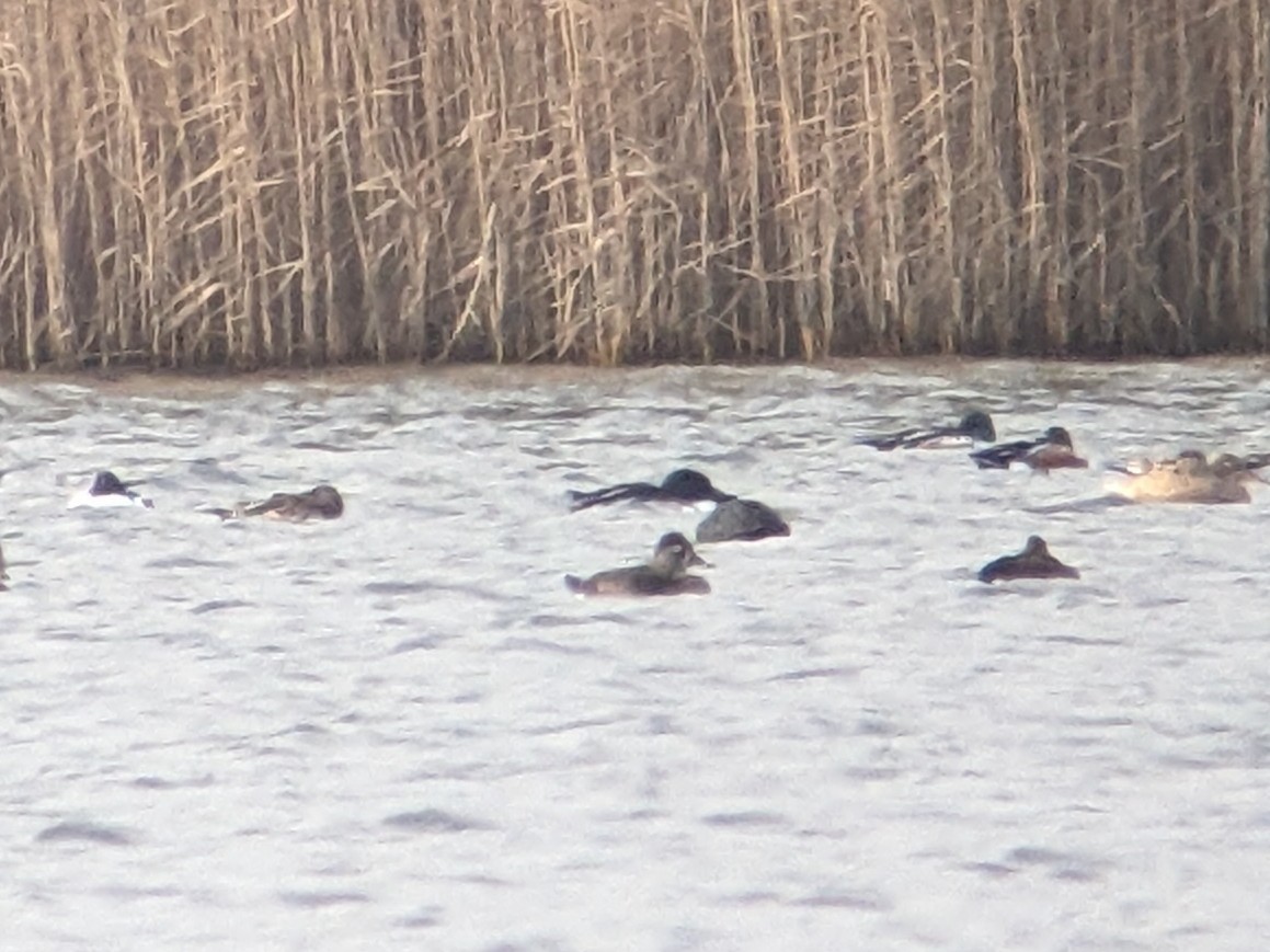 Ring-necked Duck - ML528328181