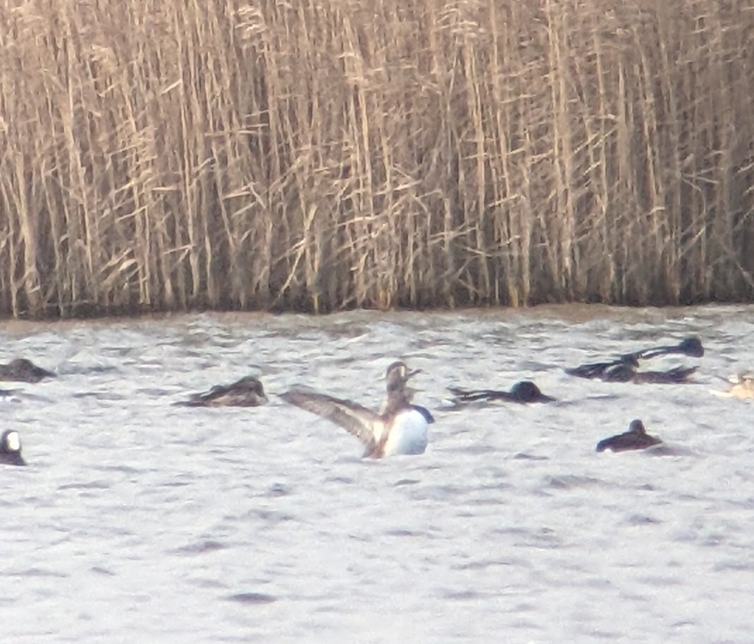 Ring-necked Duck - ML528328201