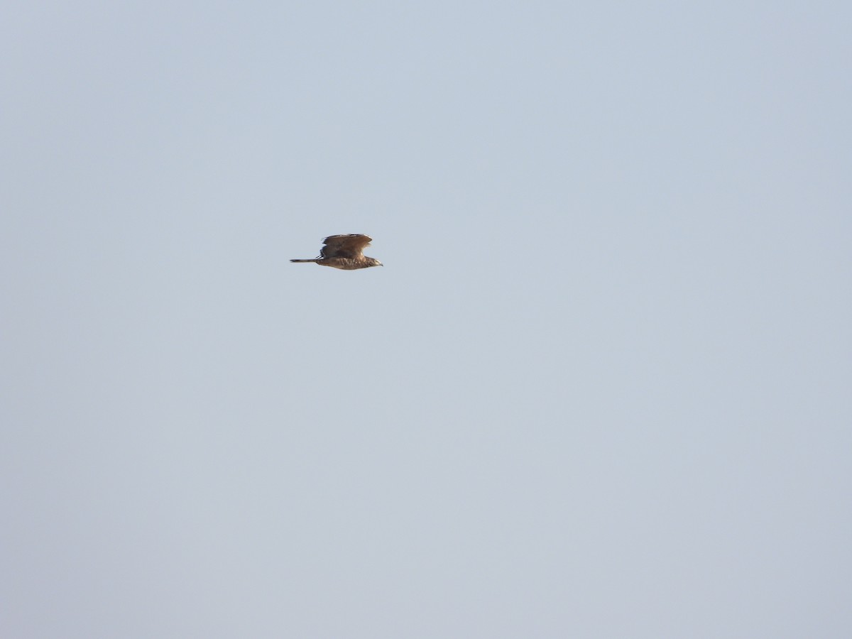 Oriental Honey-buzzard - Josip Turkalj