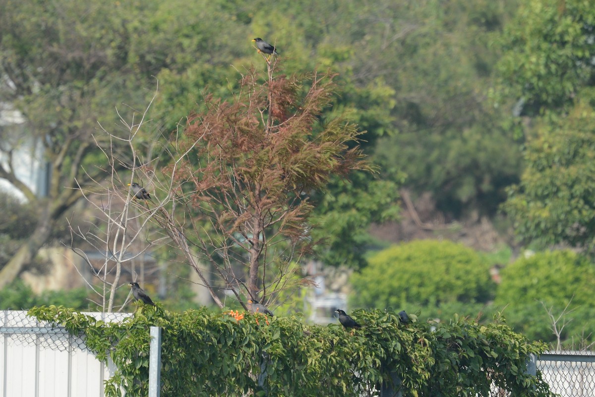 Crested Myna - ML52832891