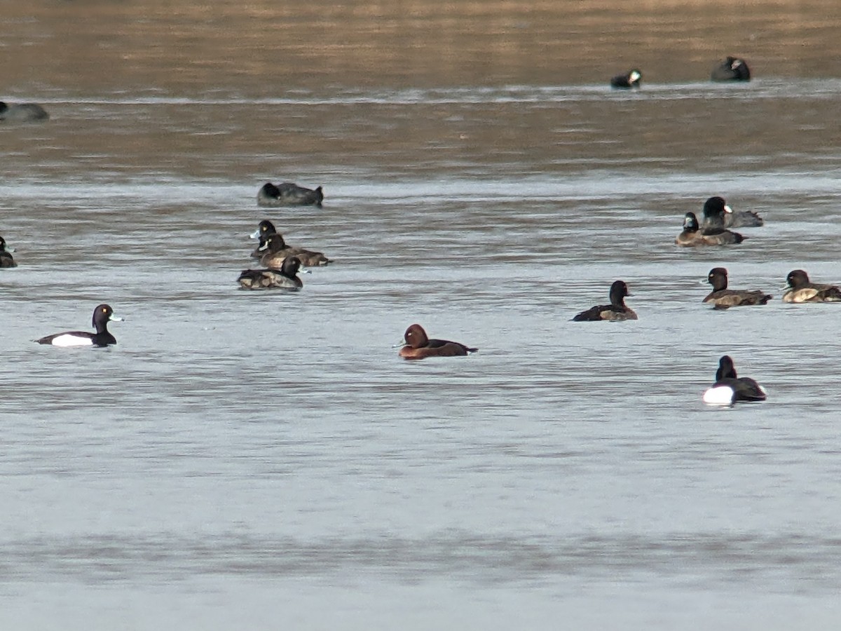 Ferruginous Duck - ML528328921