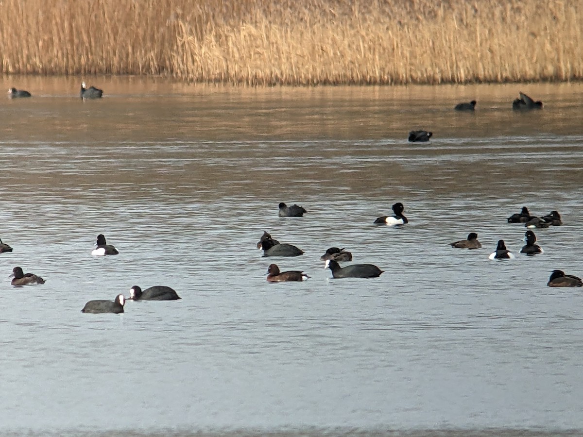 Ferruginous Duck - ML528328931