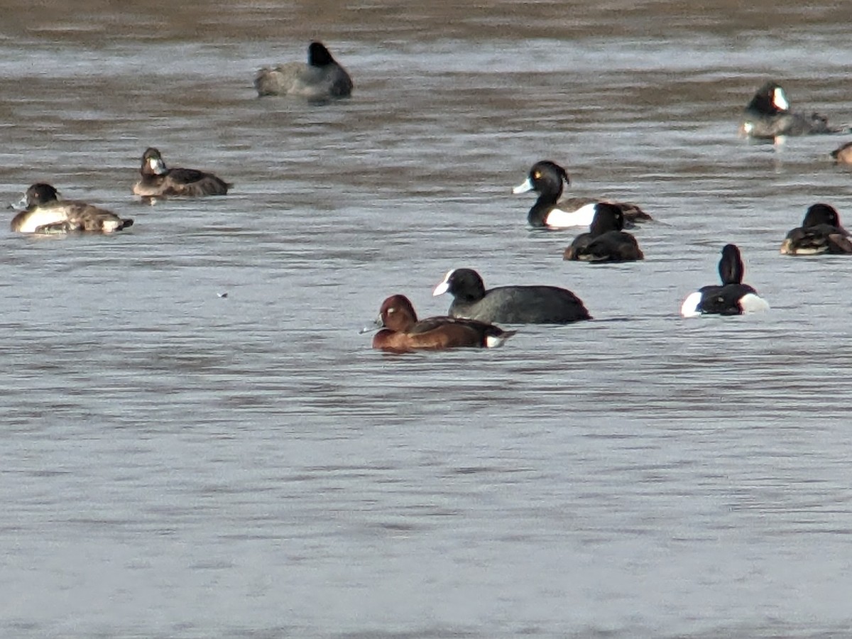 Ferruginous Duck - ML528328941