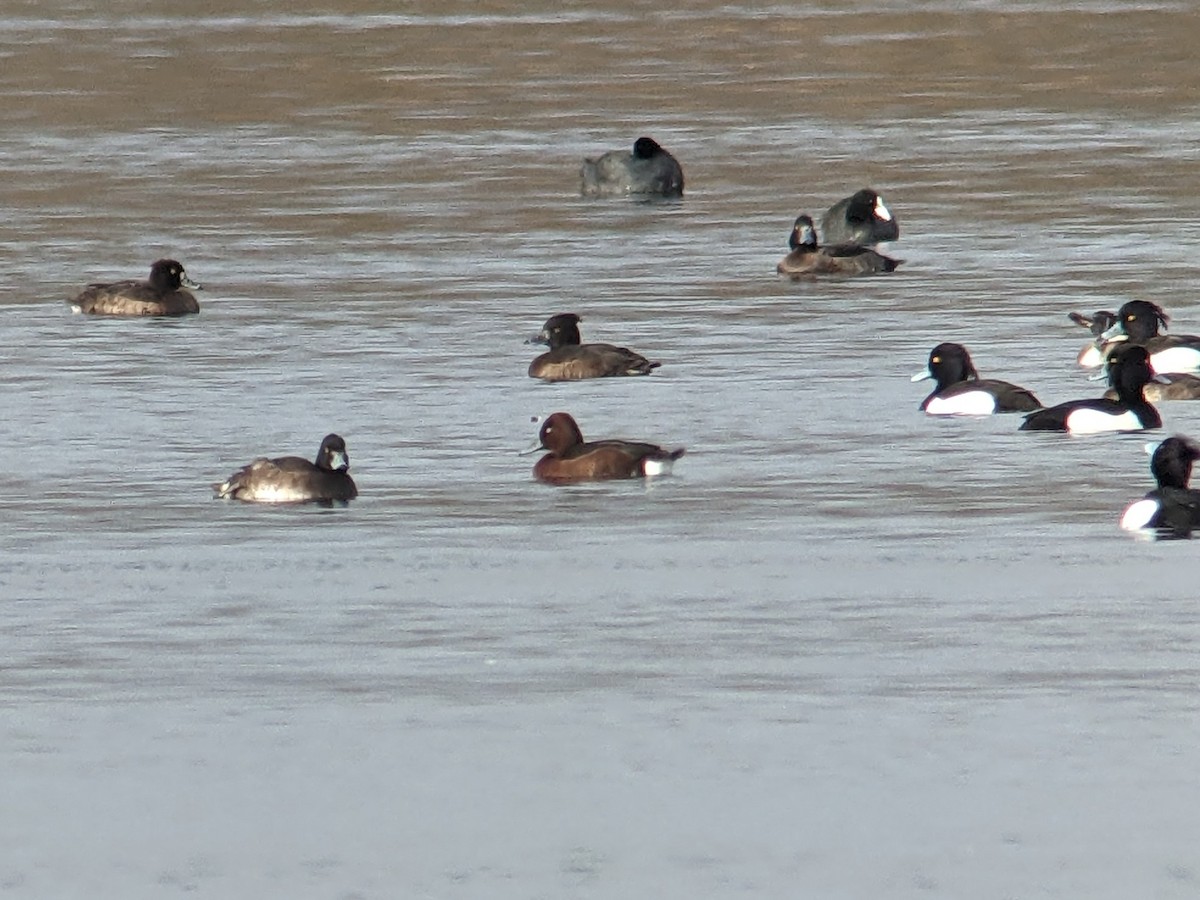 Ferruginous Duck - ML528328951