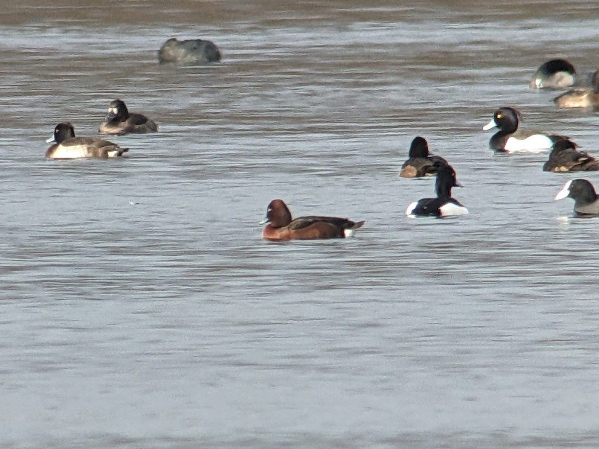 Ferruginous Duck - ML528328961