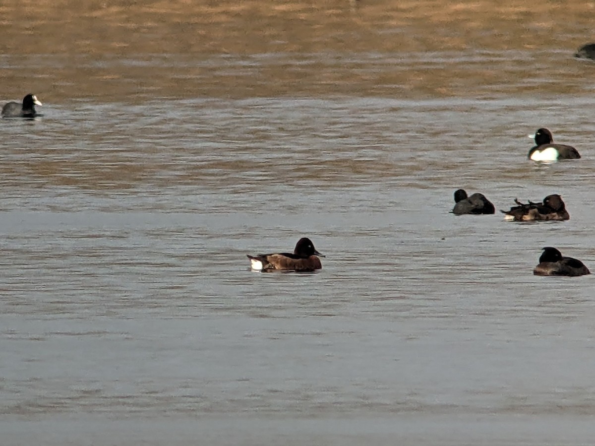 Ferruginous Duck - ML528328971