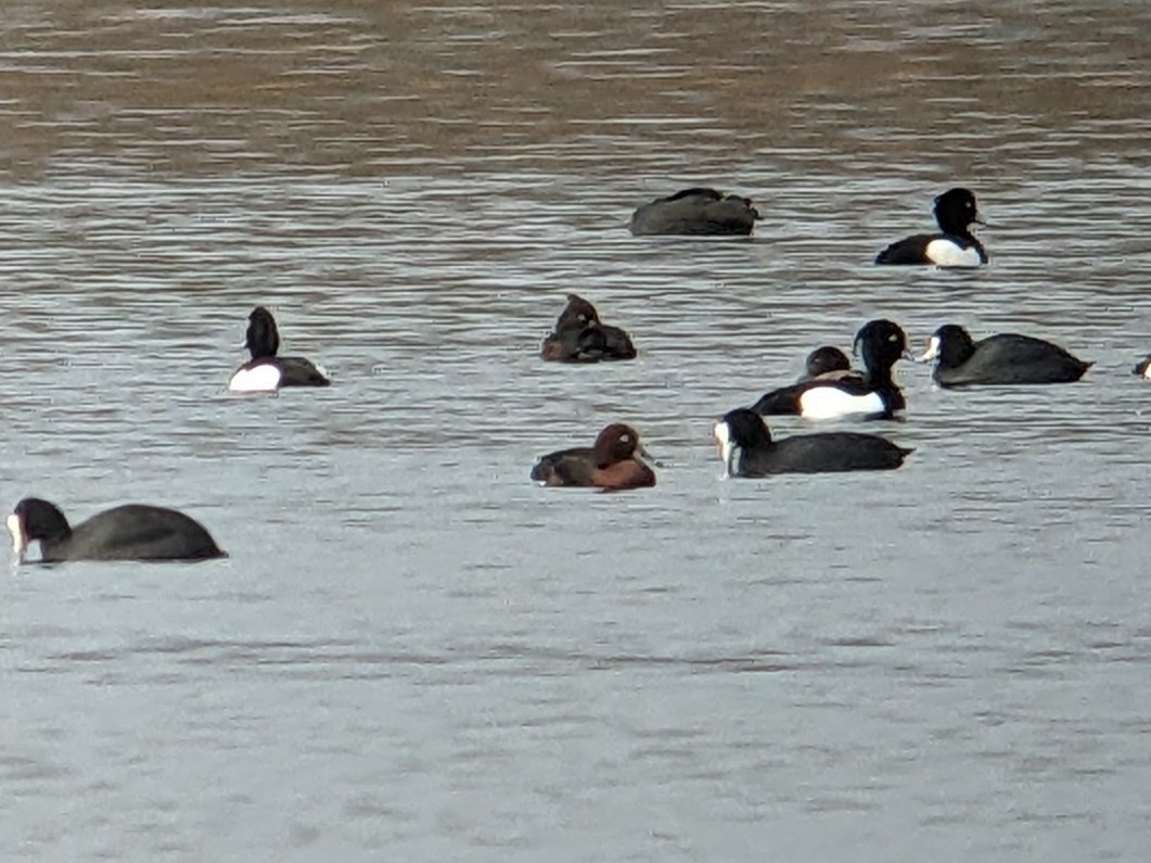 Ferruginous Duck - ML528328981