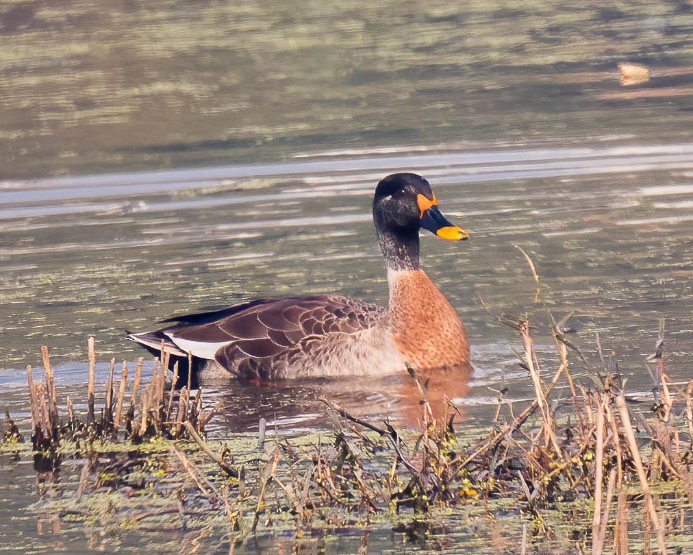 Indian Spot-billed Duck - ML528330701