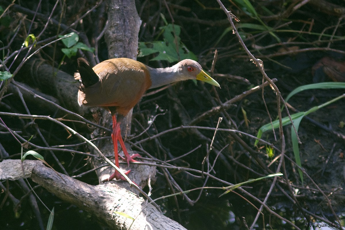 Gray-cowled Wood-Rail - ML52833081