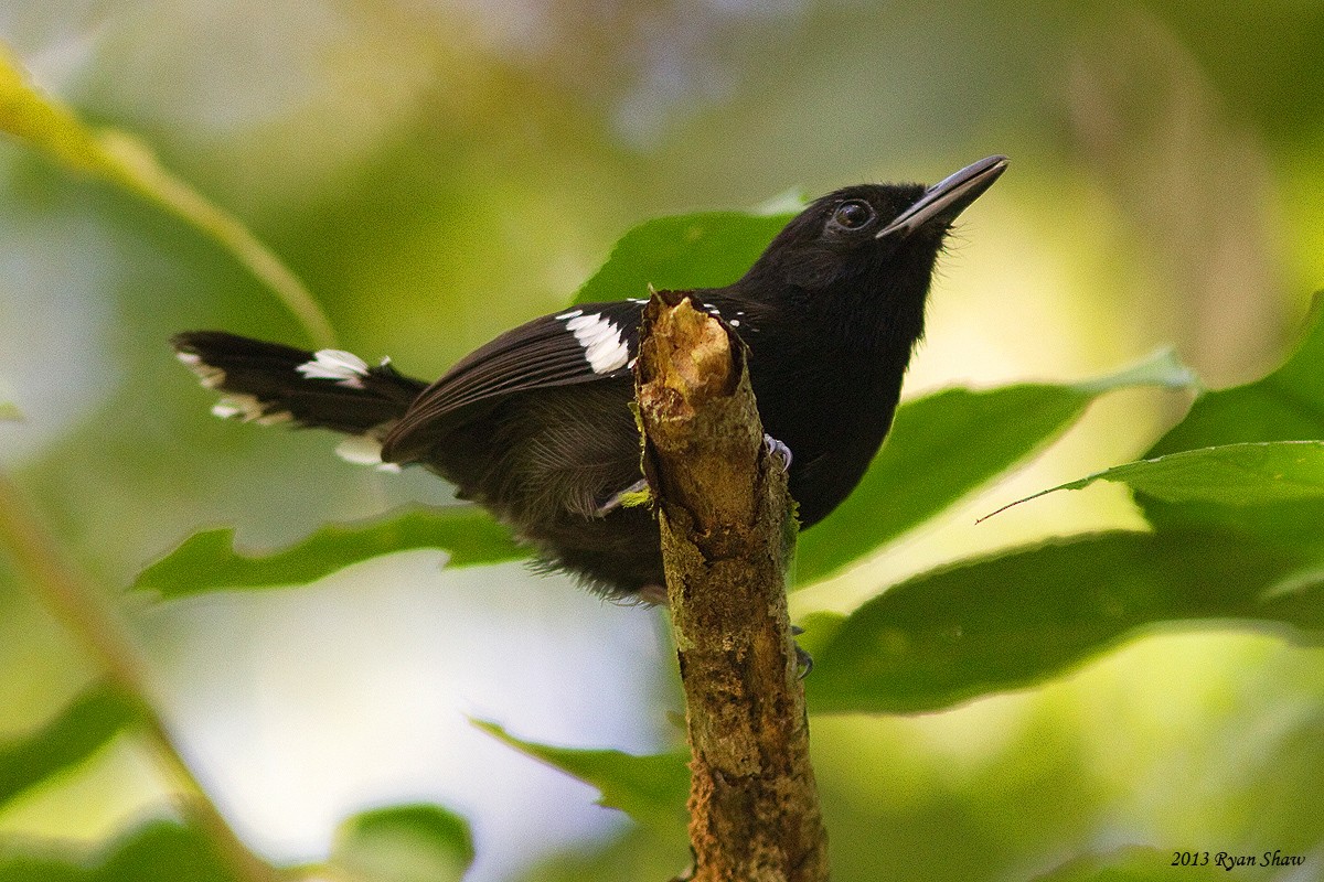 Dot-winged Antwren - ML52833271