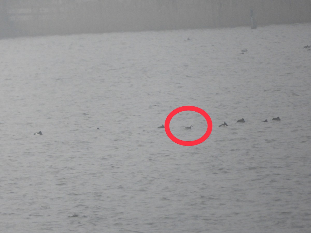 Horned Grebe - ML528332831