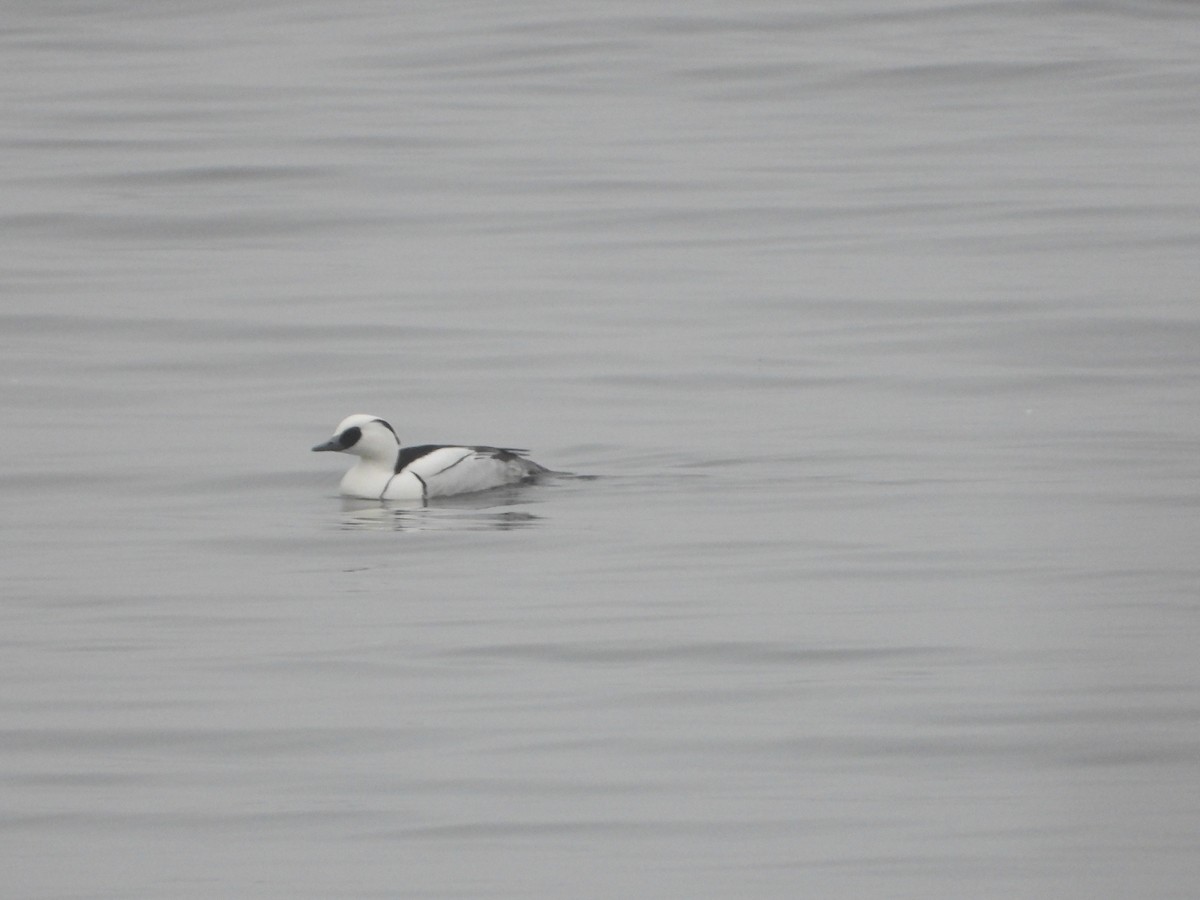 Smew - ML528332881