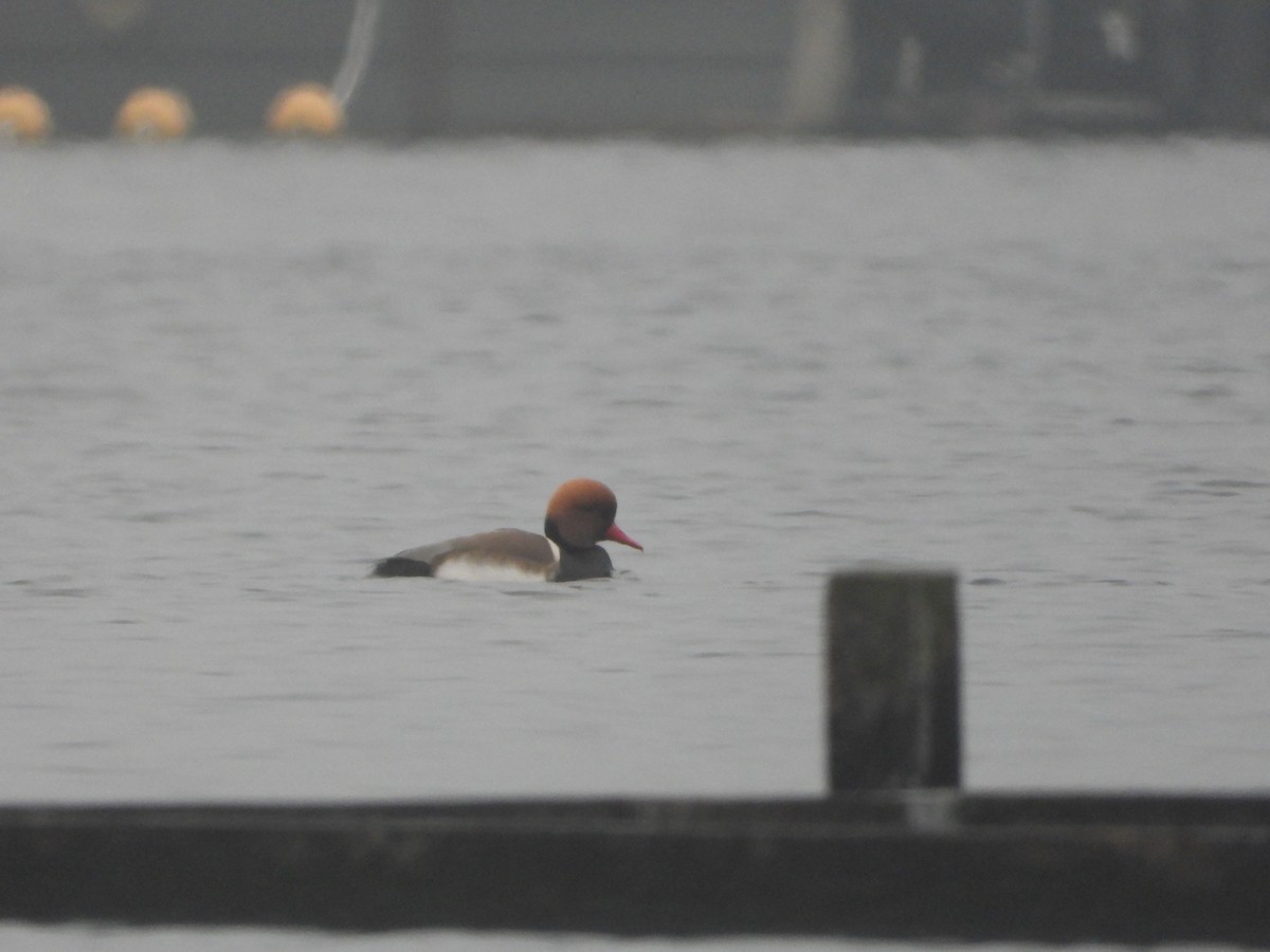 Red-crested Pochard - ML528333021