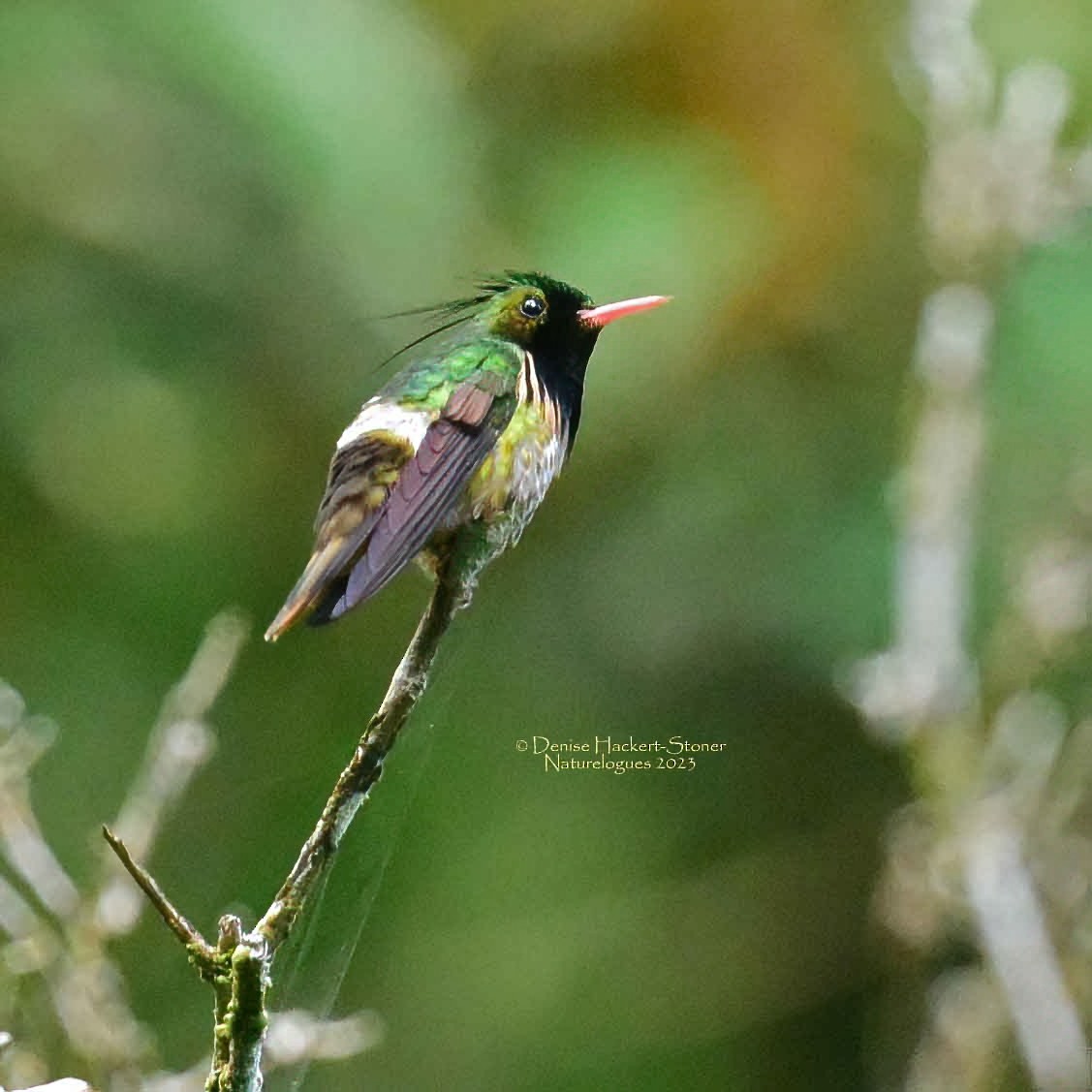 Black-crested Coquette - ML528333201