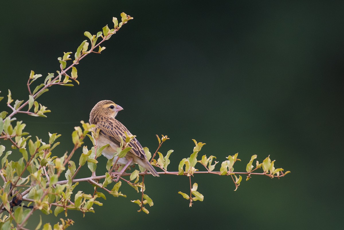 Southern Red Bishop - Adam Jackson