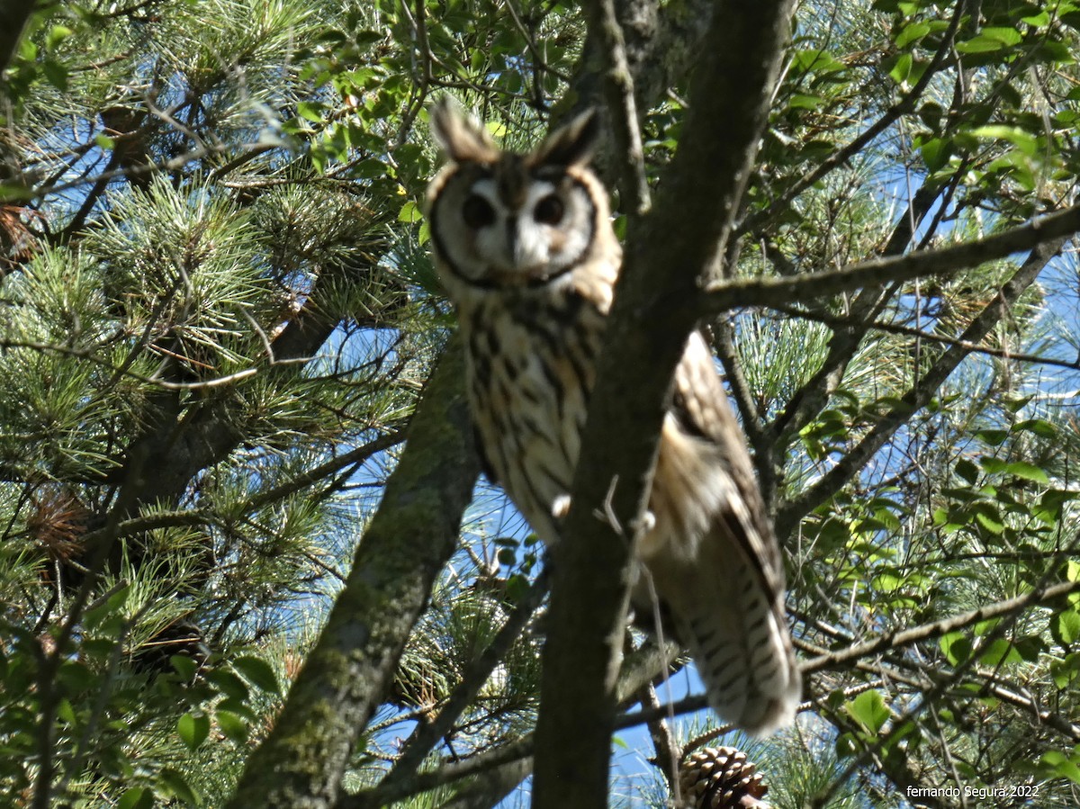 Striped Owl - ML528336641