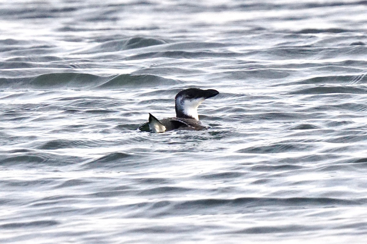 Razorbill - ML528337311