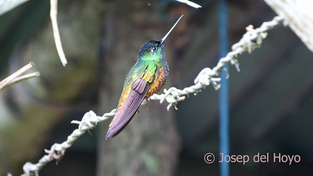 Golden-bellied Starfrontlet - ML528337401