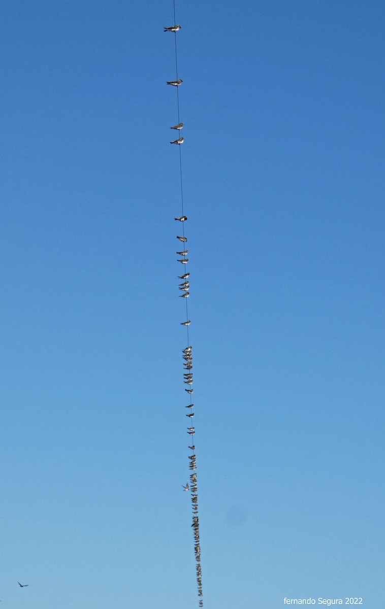 Cliff Swallow - fernando segura