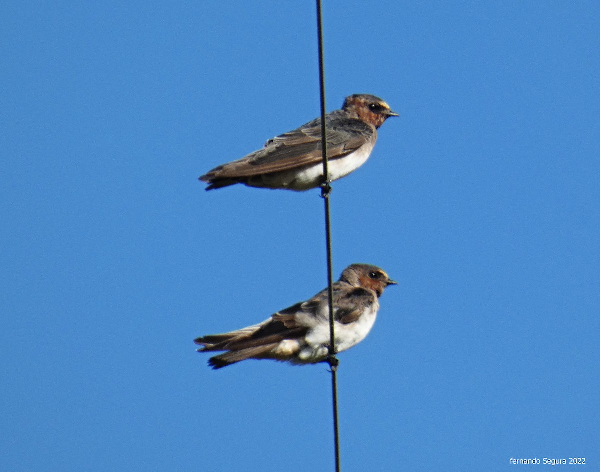 Cliff Swallow - ML528337671