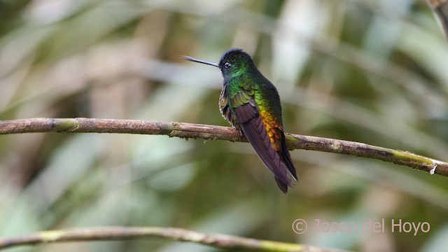 Goldbauchkolibri - ML528337911