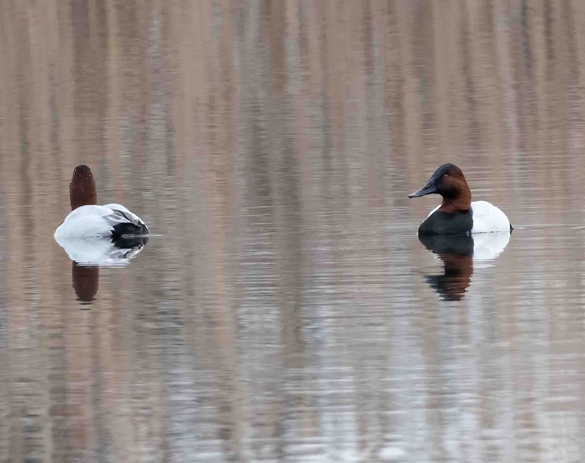 Canvasback - ML528338011