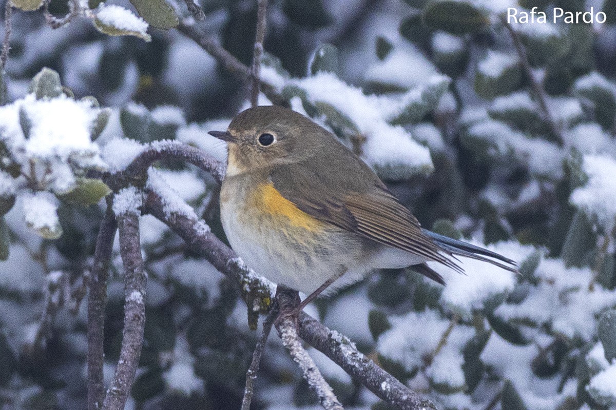 Red-flanked Bluetail - Rafael Pardo