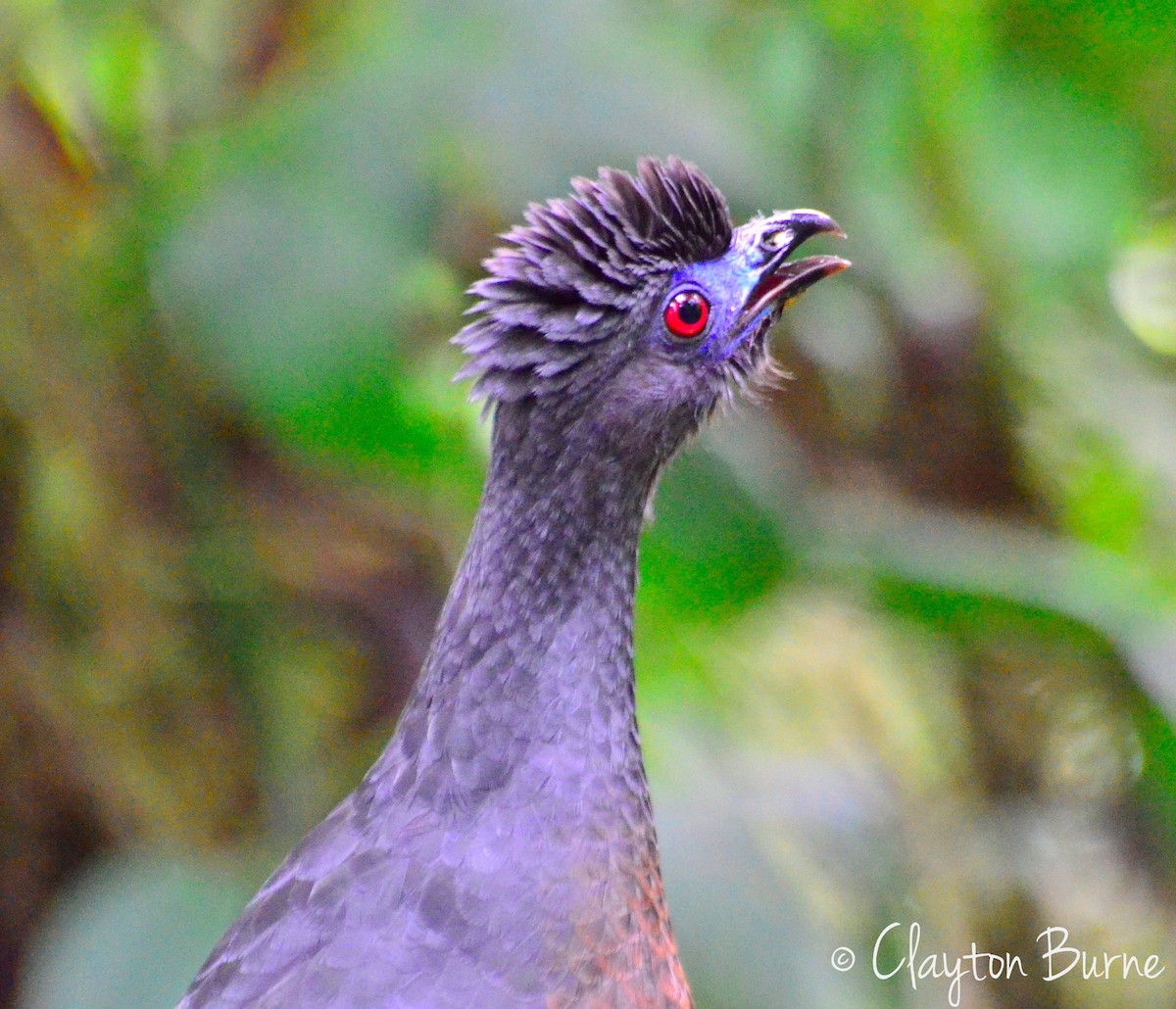 Sickle-winged Guan - ML528340871