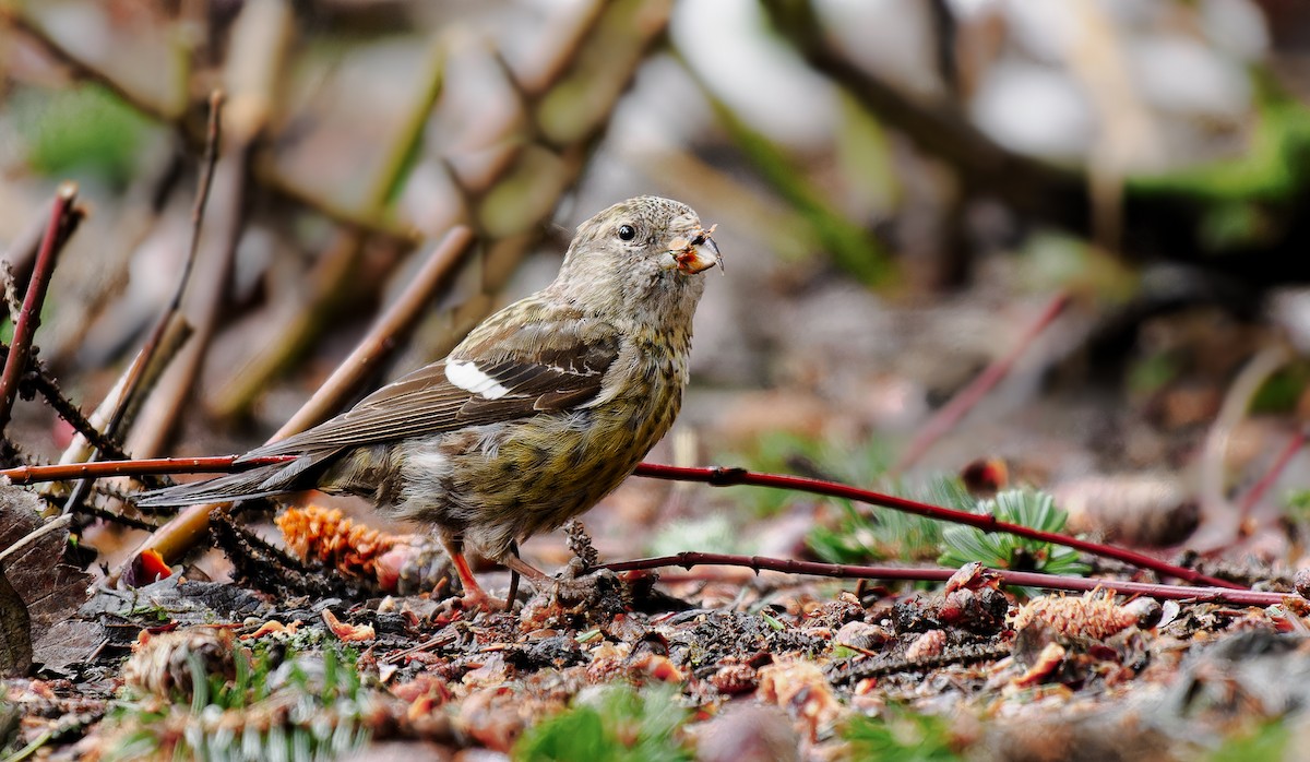 White-winged Crossbill - ML528343031