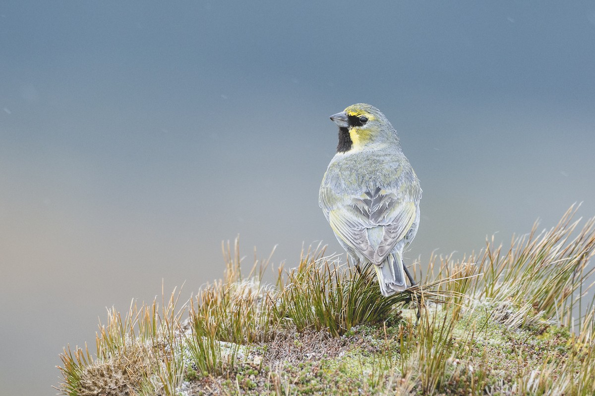 Yellow-bridled Finch - ML528343771