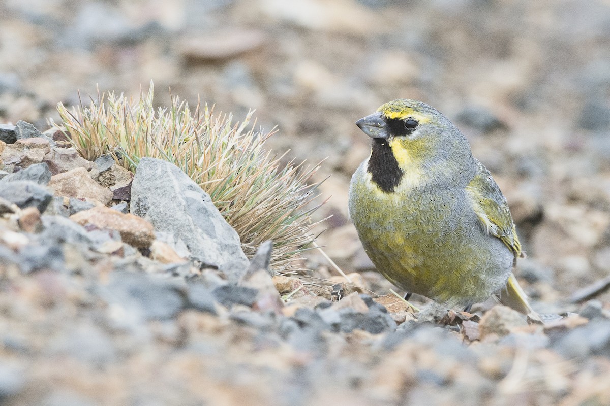 Yellow-bridled Finch - ML528343781